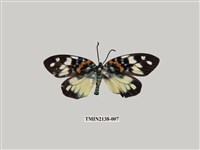 藏品(雙星錦斑蛾)的圖片